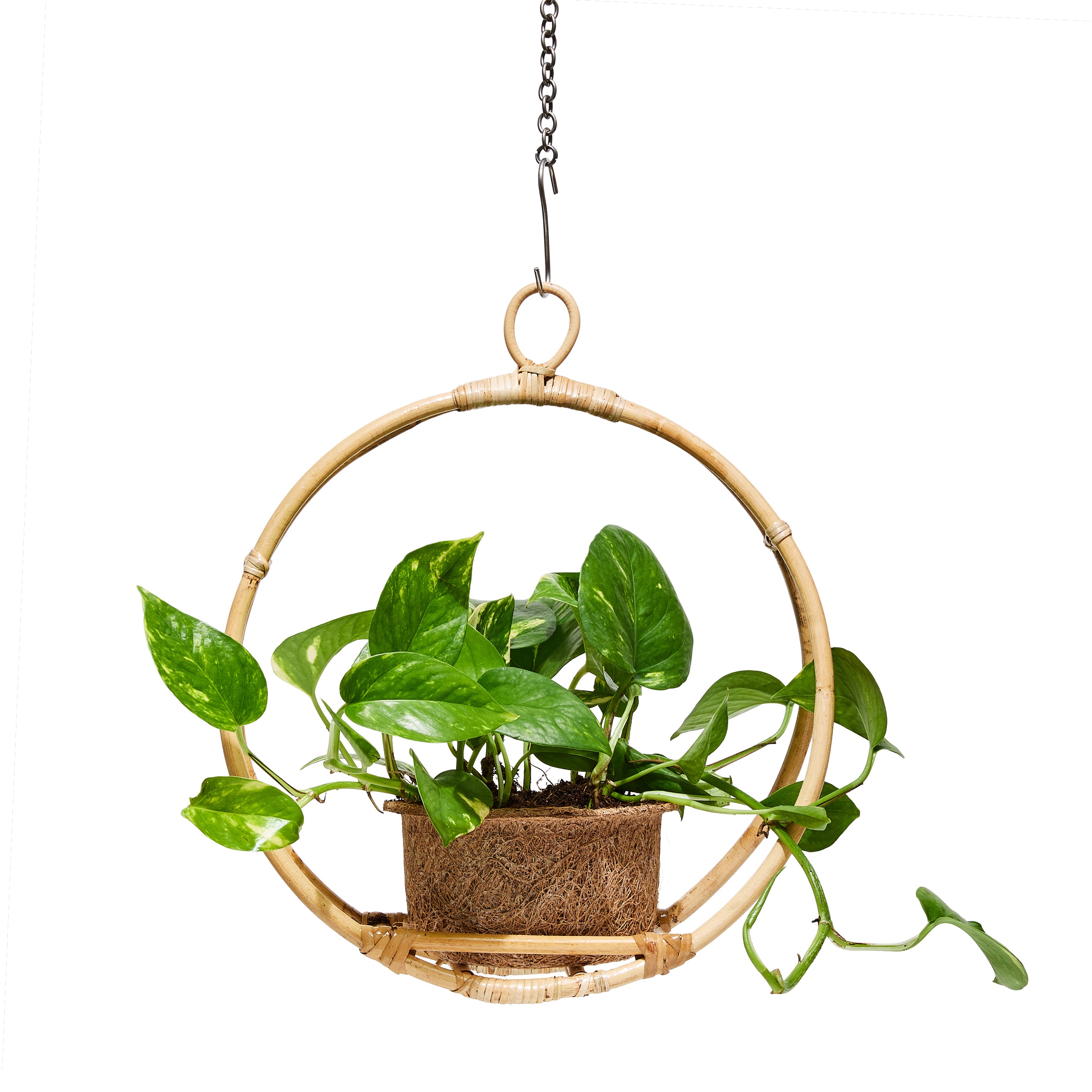 rattan planter hanging Hanging Halo Rattan & Coir Planter – DHOME